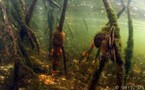Rando (Snorkeling) : Les différents biotopes.
