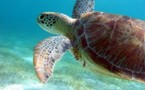 Rando (Snorkeling) : Les itinéraires.