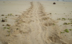 Sur les traces des tortues marines.