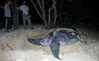 Le retour des tortues luth à Port Louis
