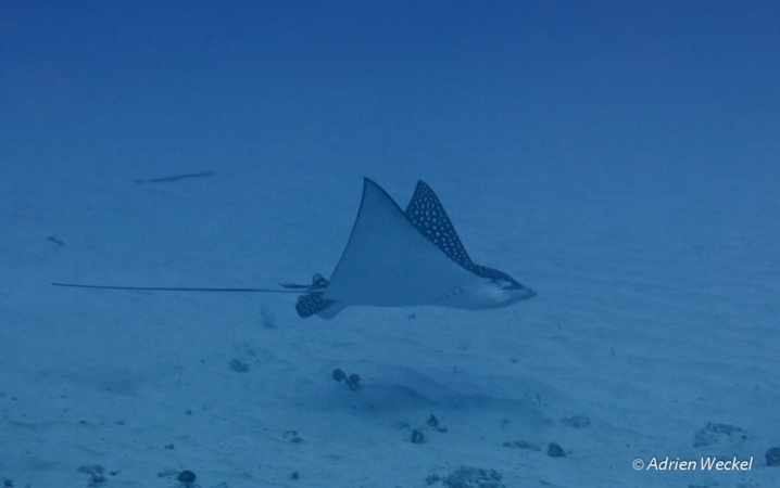 Raie Léopard. Raie Léopard.