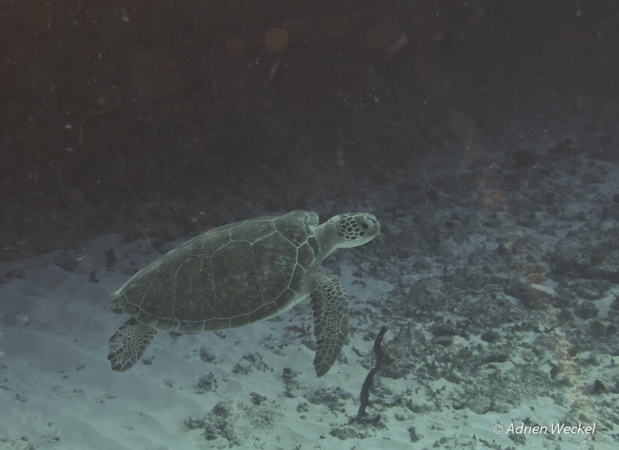 Tortue Verte.