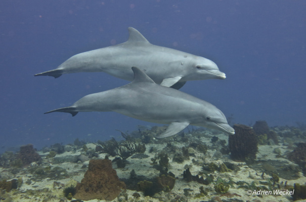 Grands dauphins. Tache Noire et Doliprane sa fille.