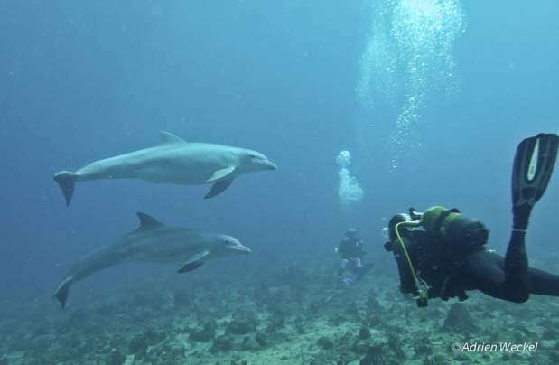 2 Grands Dauphins joueurs. 2 Grands Dauphins joueurs.