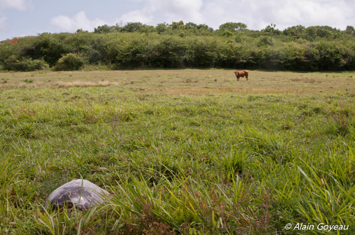 Une tortue Imbriquée à 1 km de la mer. Une tortue Imbriquée à 1 km de la mer.