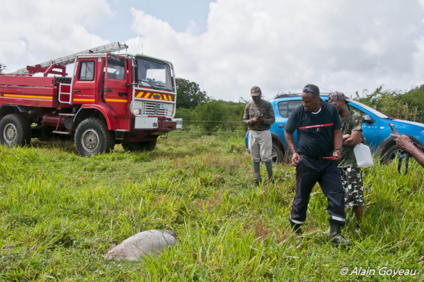 Pompiers et gendarmes au secours de la tortue imbriquée. Pompiers et gendarmes au secours de la tortue imbriquée.