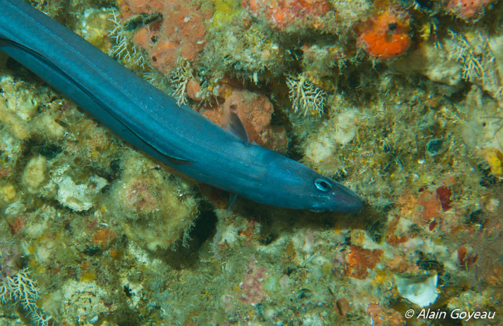 Congre Bleu (Conger triporiceps)