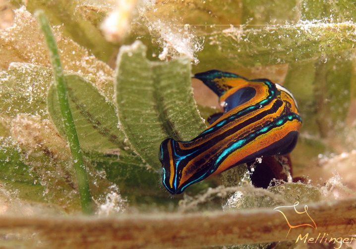 La limace Queue d'Hirondelle détecte les traces de mucus laissées par leur proie. La limace Queue d'Hirondelle détecte les traces de mucus laissées par leur proie.