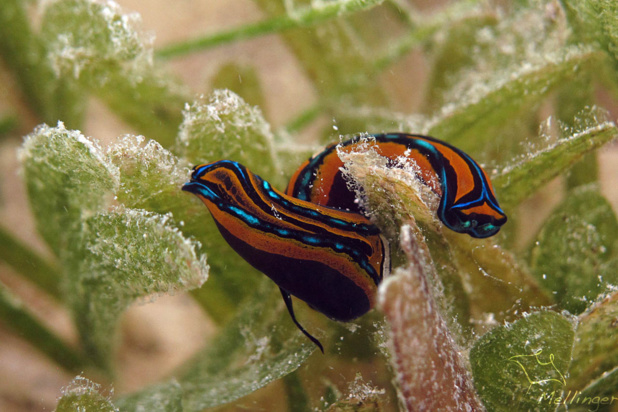 La limace Queue d’Hirondelle est hermaphrodite.
