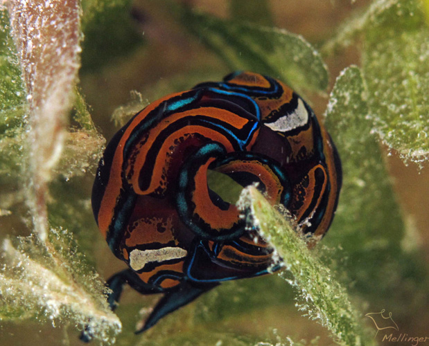 Pour s'accoupler les partenaires se mettent tête-bêche pour former une ronde. Pour s'accoupler les partenaires se mettent tête-bêche pour former une ronde.