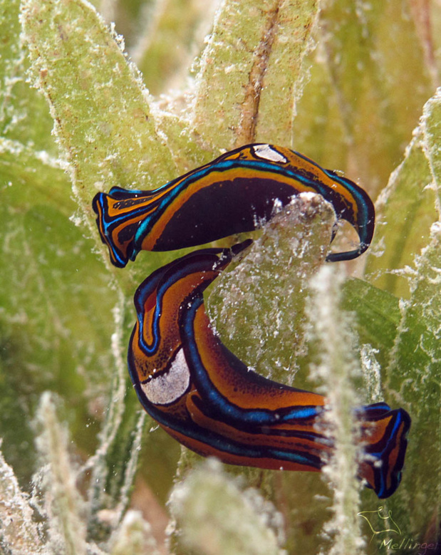 L'accouplement de la Limace Queue d'Hirondelle peut durer plusieurs minutes. L'accouplement de la Limace Queue d'Hirondelle peut durer plusieurs minutes.