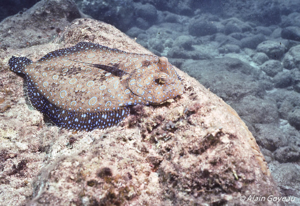 Un Carrelet Tropical est un poisson plat de forme ovale qui vit en solitaire dans les zones sableuses.