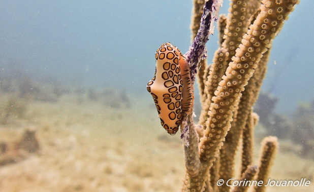 Monnaie Caraïbes ponctuée sur une gorgone.