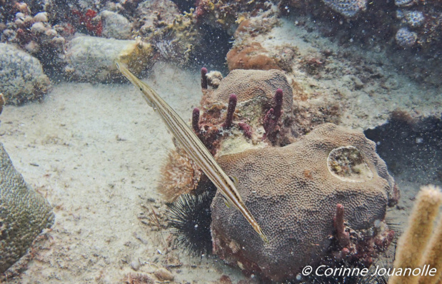 Poisson Trompette sur le site de l'Aquarium.