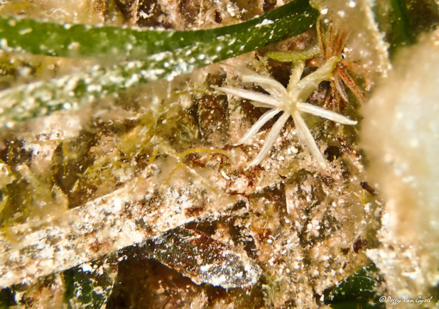 Fleur de l’Herbe à Tortue (Thalassia testudinum). Fleur de l’Herbe à Tortue (Thalassia testudinum).