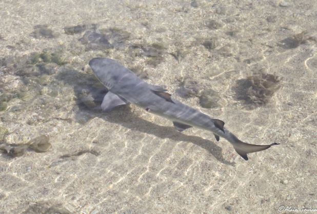 Juvénile Requin Citron (Negaprion brevirostris).
