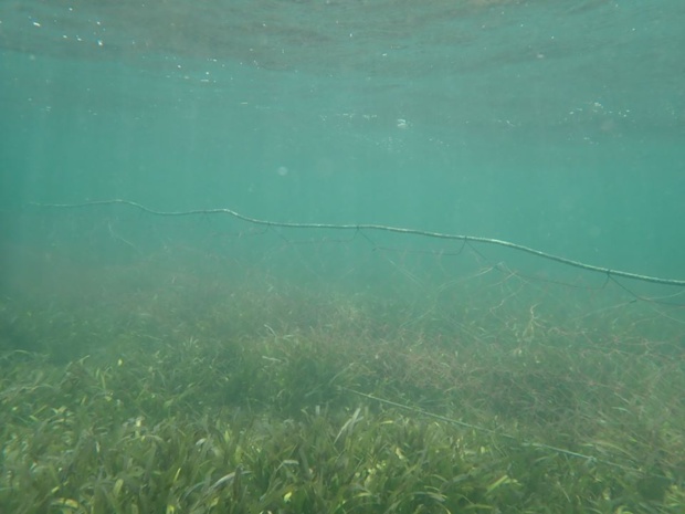 Filet maillant posé dans moins d'un mètre de profondeur. Filet maillant posé dans moins d'un mètre de profondeur.