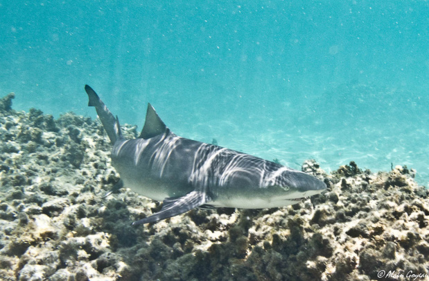 Requin Citron en maraude dans le lagon.