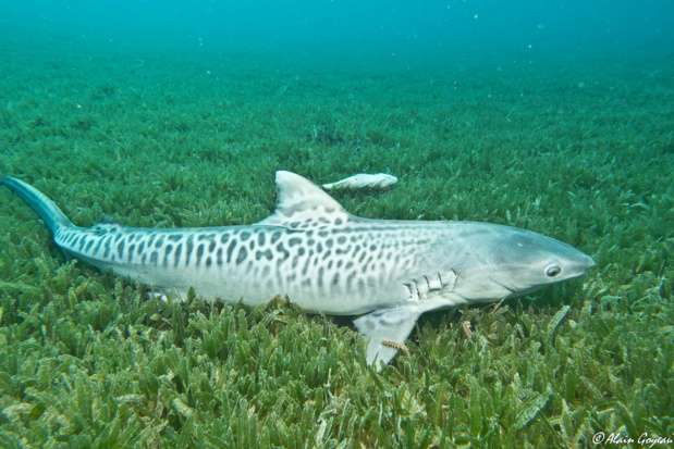 Requin Tigre (Galeocerdo cuvier). Ce Requin ne se pose jamais sur le fond, il doit nager constamment pour s'oxygéner.