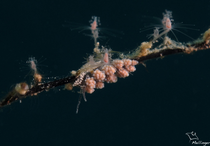 Doto uva. Limace de mer de l'ordre des nudibranche. Taille 5 mm.