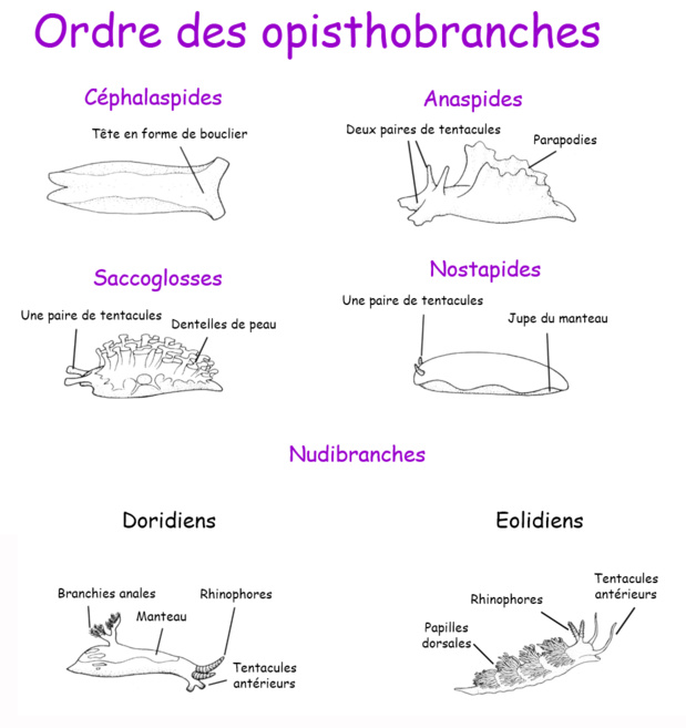 Les limaces de mer opistobranches