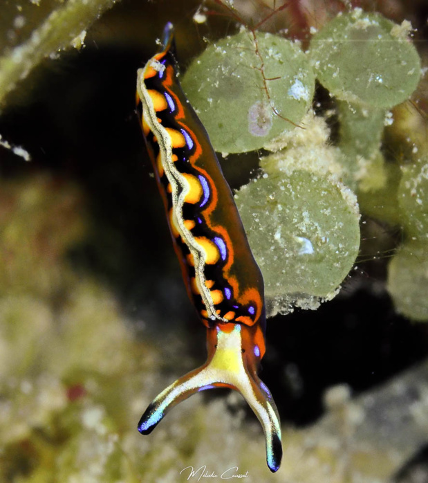 Thuridilla mazda. Limace de mer, ordre des saccoglosses.