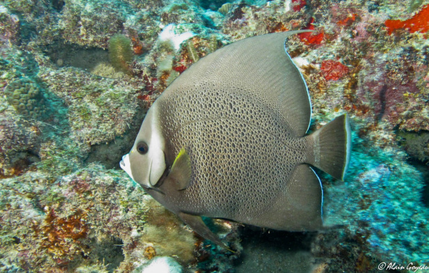 Ange Gris (Pomacanthus arcuatus).