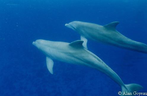 Grands dauphins (Tursiops truncatus)