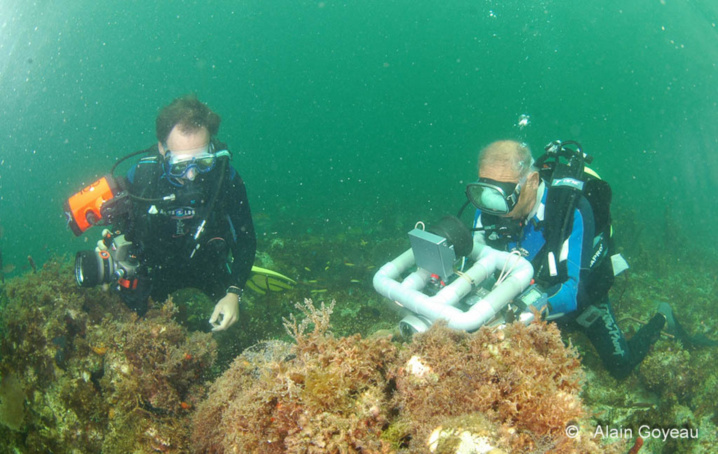 Albert Falco Albert Falco