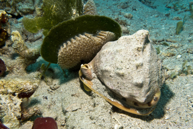 Découverte d'une ponte de Casque Roi (Cassis tuberosa). Découverte d'une ponte de Casque Roi (Cassis tuberosa).
