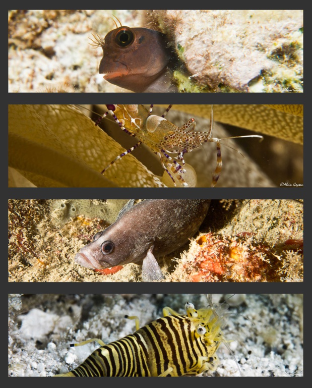 Observations de nombreux poissons et d'invertébrés au cours de ce stage.