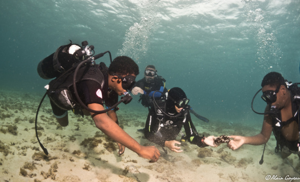A la découverte de l'étonnante vie marine. A la découverte de l'étonnante vie marine.