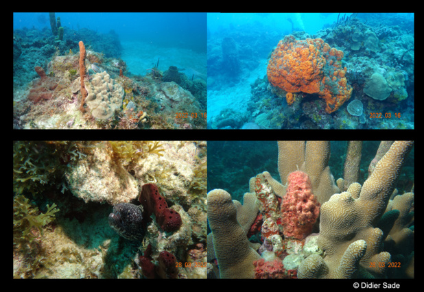 Sony RX100 et flash. Sony RX100 et flash.