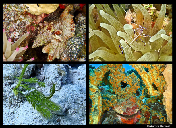 Olympus TG6 et lampe annulaire. Olympus TG6 et lampe annulaire.