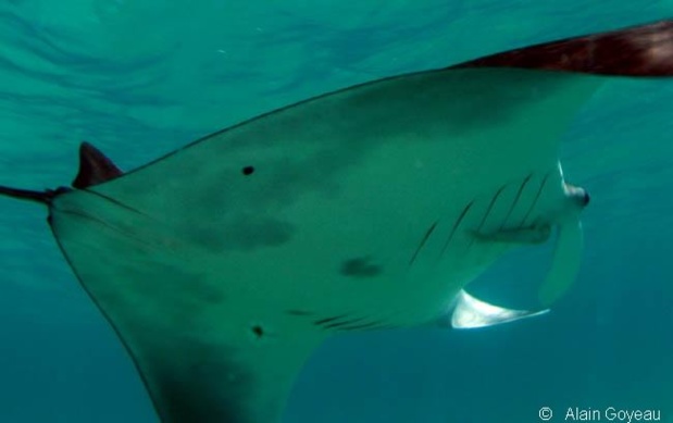 La Raie Manta (Manta birostris).