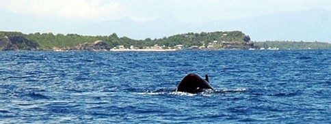 La baleine à bosse s'apprête à sonder. Plongée Guadeloupe. La baleine à bosse s'apprête à sonder. Plongée Guadeloupe.
