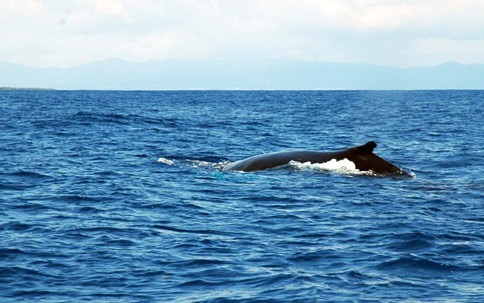 La baleine à bosse remonte toutes les 20 minutes pour respirer.
