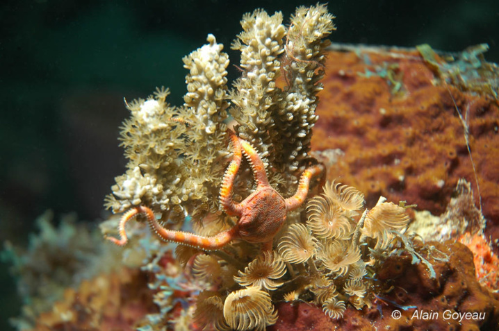 Allergique à la lumière, c'est la nuit que les ophiures sortent de leur cachette. Plongée de nuit Guadeloupe.