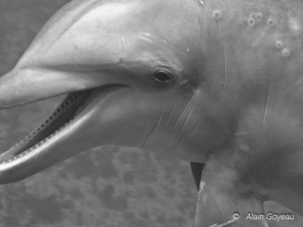 Rocio a une maladie de peau infantile genre variole sans gravité. Dauphins Guadeloupe.