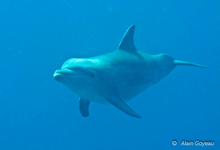 Rocio est un Grand Dauphin (Tursiops truncatus) du groupe de Petite Terre en Guadeloupe.
