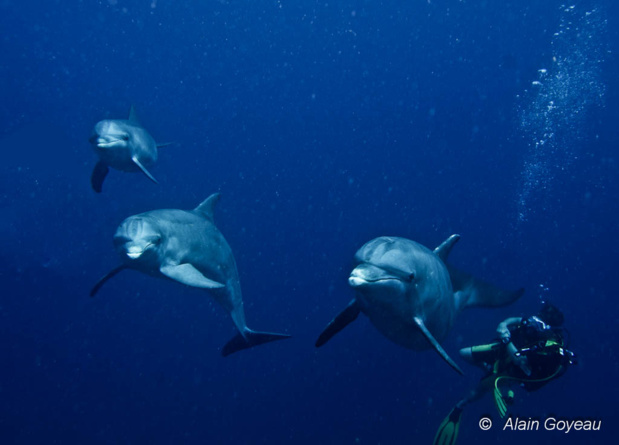 Les dauphins sont des animaux grégaires qui vivent en société, curieux ils s'approchent parfois des plongeurs.