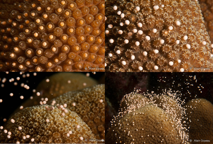 La reproduction des coraux à lieu tous les ans à la même époque en Guadeloupe. La reproduction des coraux à lieu tous les ans à la même époque en Guadeloupe.