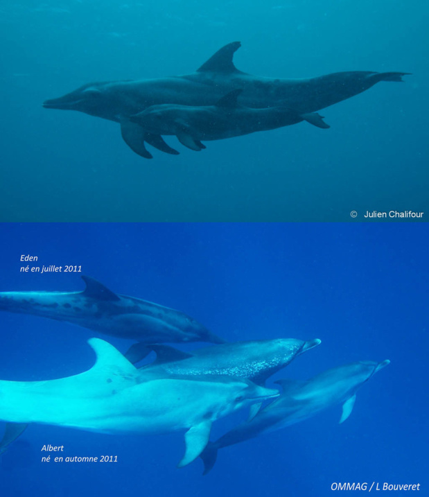 Eden à maintenant 2 ans, le voilà en compagnie d'un dauphin tacheté, d'Albert et d'une de ses tantes.