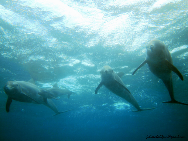 A gauche Antenne 2 et son delphineau Eden âgé de quelques jours. A gauche Antenne 2 et son delphineau Eden âgé de quelques jours.
