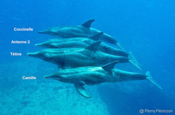 Le groupe de dauphins Sténos qui séjourne en Guadeloupe est parfaitement identifié. Le groupe de dauphins Sténos qui séjourne en Guadeloupe est parfaitement identifié.