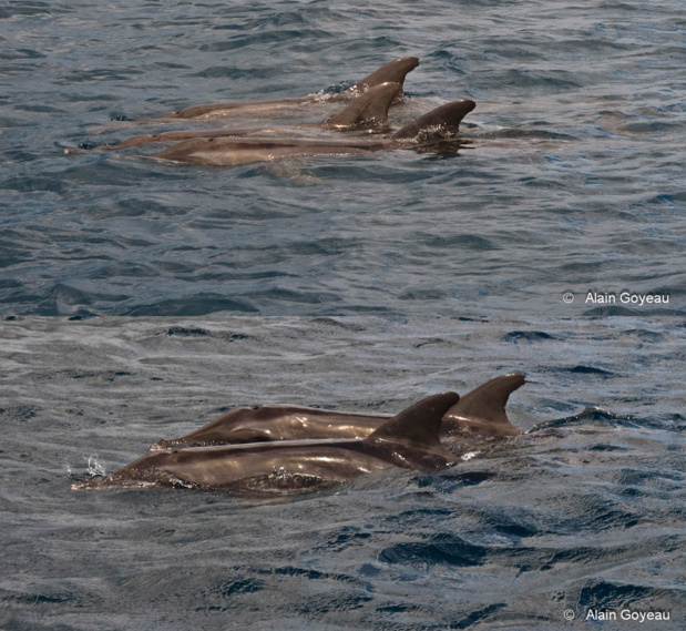 Le retour des dauphins Sténos à Port Louis. Plongée Guadeloupe.