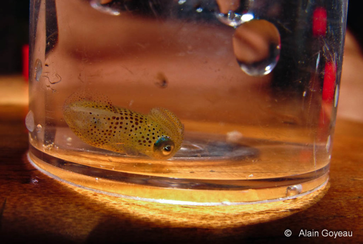 Un bébé Calmar (Sepioteuthis sepioidea) juste éclos de l'oeuf.