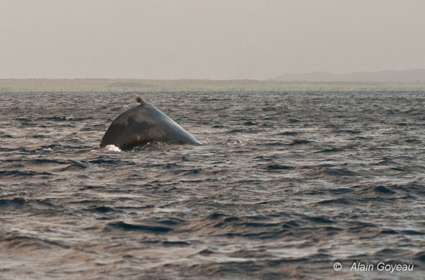 L'aileron dorsal des baleines à Bosse est petit par rapport à la taille de l'animal. L'aileron dorsal des baleines à Bosse est petit par rapport à la taille de l'animal.
