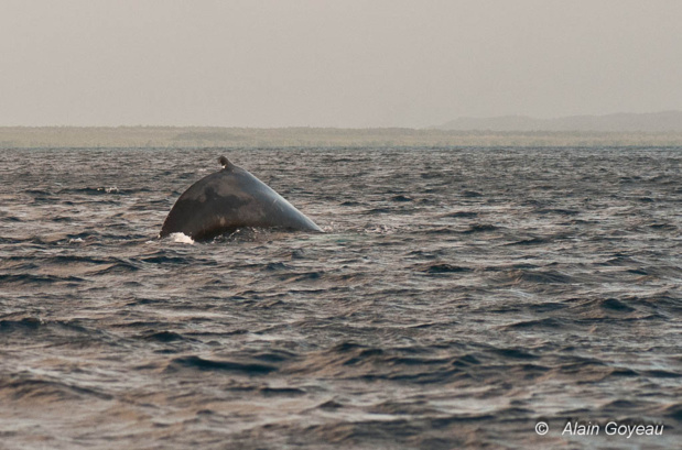 L'aileron dorsal des baleines à Bosse est petit par rapport à la taille de l'animal.