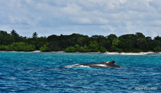 Deux baleines à Bosse nagent dans 6 à 8 m d'eau prés de la côte.